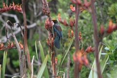 Prosthemadera novaeseelandiae novaeseelandiae