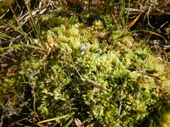 Sphagnum squarrosum