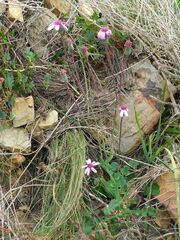 Senecio cymbalarifolius