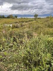 Calamagrostis purpurea