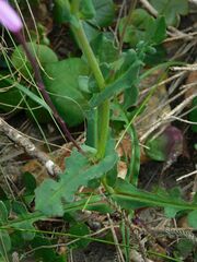 Senecio cymbalarifolius