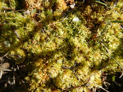Sphagnum squarrosum