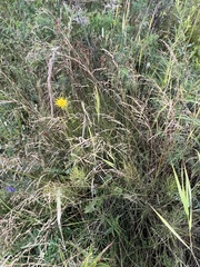 Elymus sibiricus
