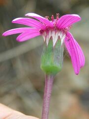Senecio cymbalarifolius