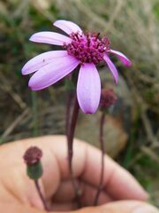 Senecio cymbalarifolius