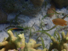 Labroides pectoralis