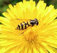 Dasysyrphus