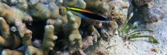 Labroides pectoralis