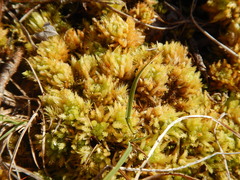 Sphagnum squarrosum