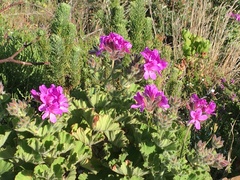 Pelargonium cucullatum