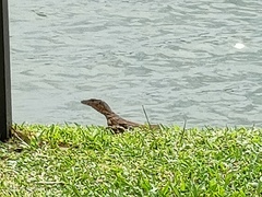 Varanus salvator macromaculatus