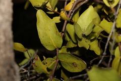 Dendrophthoe