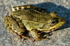 Pelophylax kurtmuelleri
