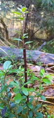 Calyptospora columnaris