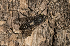 Poeciloderas quadripunctatus