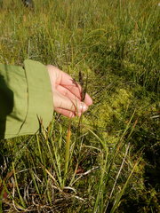 Carex aquatilis stans