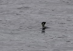 Microcarbo melanoleucos brevirostris