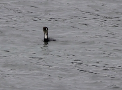 Microcarbo melanoleucos brevirostris