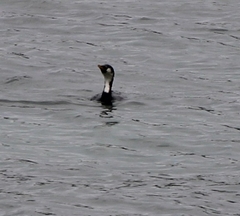 Microcarbo melanoleucos brevirostris