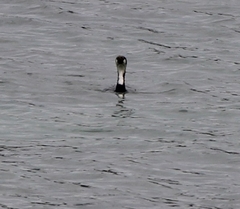 Microcarbo melanoleucos brevirostris