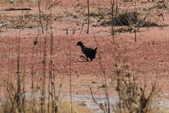 Zapornia flavirostra