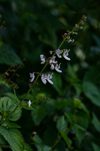 Equilabium laxiflorum image