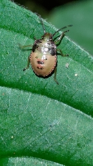 Acanthosoma haemorrhoidale