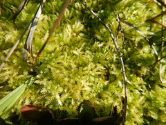 Sphagnum squarrosum
