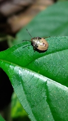 Acanthosoma haemorrhoidale