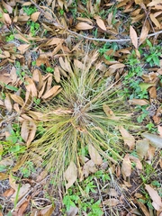 Tillandsia bartramii