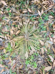 Tillandsia bartramii