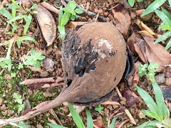 Pterygota alata