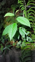 Maesa perlaria formosana