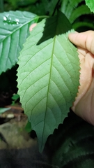 Maesa perlaria formosana