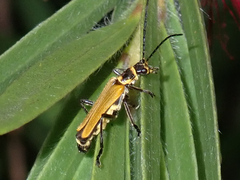 Chauliognathus flavipennis