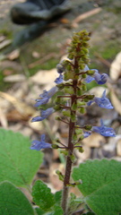 Coleus