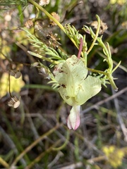 Lechenaultia linarioides