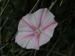 Convolvulus cantabrica