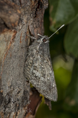 Aegiale hesperiaris