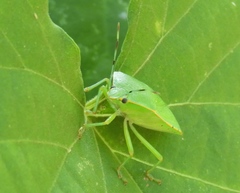 Chinavia marginata