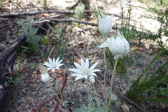 Actinotus helianthi