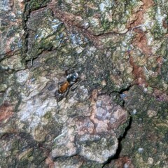 Liometopum occidentale