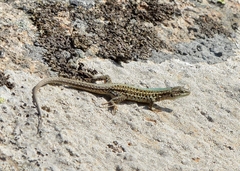 Podarcis tauricus