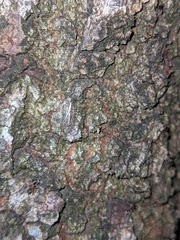 Liometopum occidentale