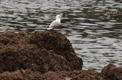 Chroicocephalus novaehollandiae scopulinus