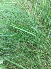 Carex lasiocarpa
