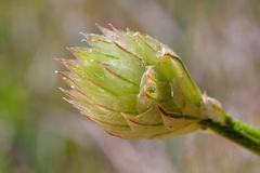 Ptilotus macrocephalus