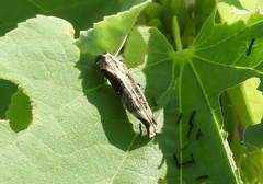 Agrilus langei