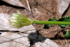 Ptilotus macrocephalus