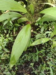 Molineria capitulata